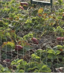 Tuinnet Duata Knooploos 10×10 M